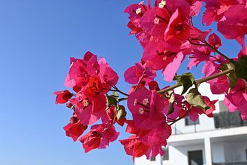 Ibiza | Pink Flowers by StudioMaria.nl