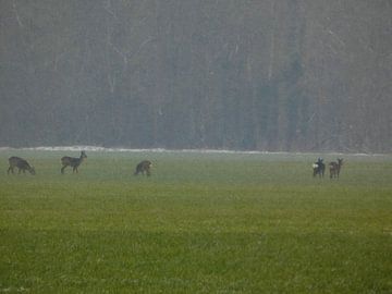 Reeën van Fotonatuurlijk