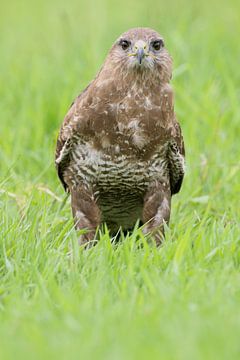 Buizerd (Buteo buteo) van Ronald Pol