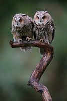 2 Ransuilen