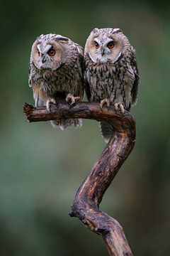 2 Long-eared owls by Marcel van Balkom