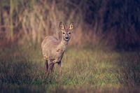 Ree in oplettende houding in de Nederlandse weide