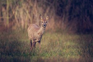 Ree in oplettende houding in de Nederlandse weide