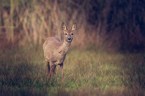 Ree in oplettende houding in de Nederlandse weide