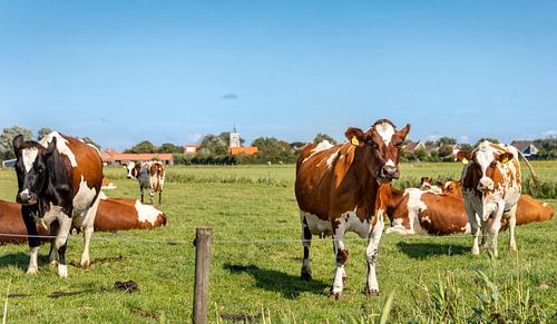 Bruine koeien met kerkje op de achtergrond