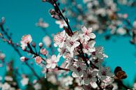 Pflaumenblüte von Corinne Welp Miniaturansicht
