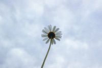 Marguerite d'en bas