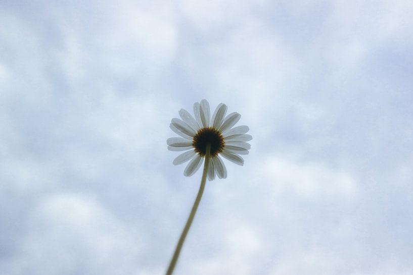 Marguerite from below by Andrea Fuchs