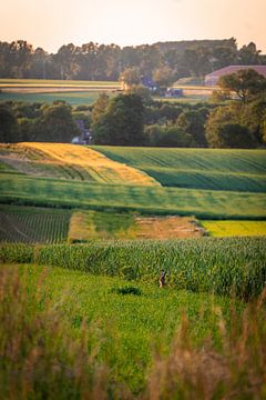 A Hare hiding in the rolling fields by Luc van der Krabben