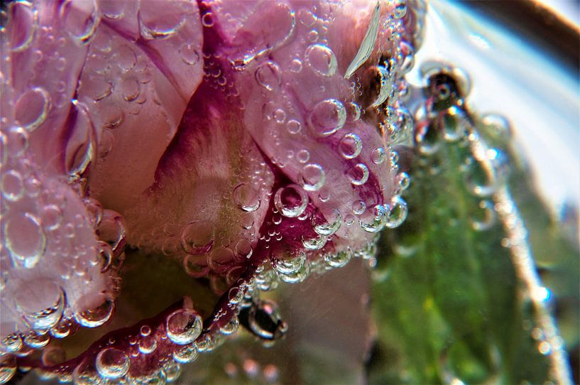 Peony Flow by Jessica van der Mast