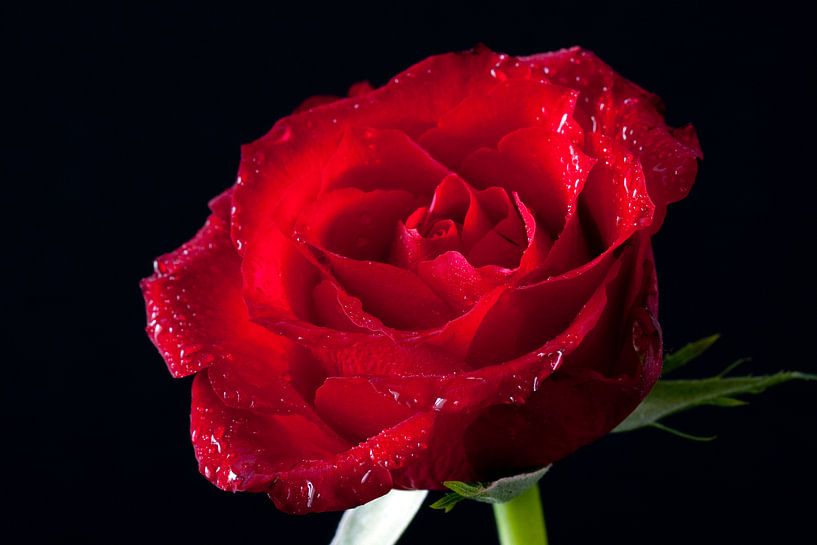 love of life by Luchiena Heine