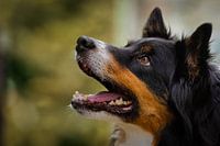 Close-up van een hond