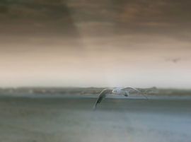 Lonely flight by Nildo Scoop