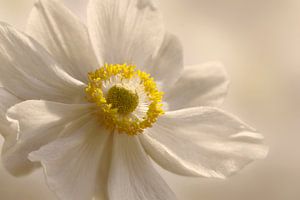 Anemone van Violetta Honkisz