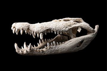 Skull of an African Nile crocodile, a fearsomely beautiful monster by littletreasureshouse