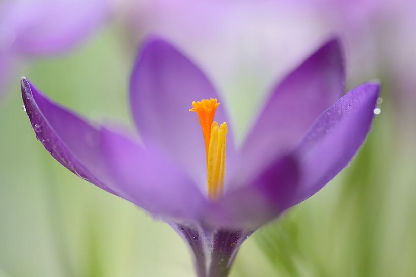 Lila Krokus mit Regentropfen von Gonnie van de Schans