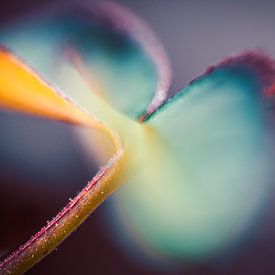 Rose petal in fairytale light by Nicc Koch
