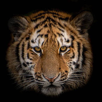 Tigre