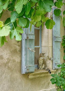 Cat in France by Christa Thieme-Krus