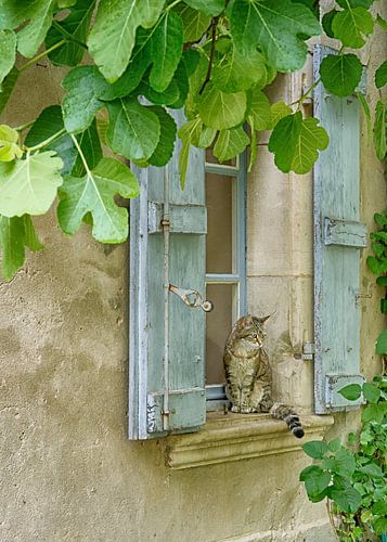 Kat in Frankrijk van Christa Thieme-Krus