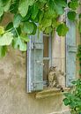 Kat in Frankrijk van Christa Thieme-Krus thumbnail