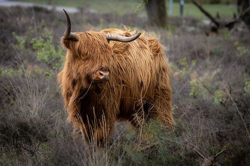 schottischer Highlander