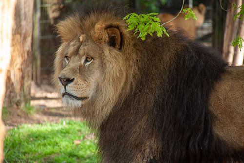 Leeuw close up