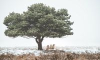 Tree with sheep van René Vierhuis thumbnail