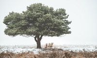 Tree with sheep