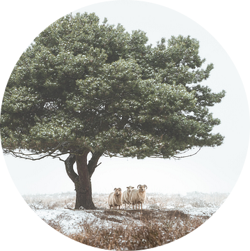 Tree with sheep