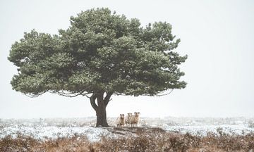 Tree with sheep by René Vierhuis