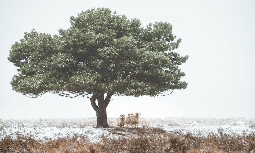 Arbre avec des moutons par René Vierhuis