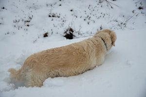 Un golden retriever joue dans la neige, Pays-Bas