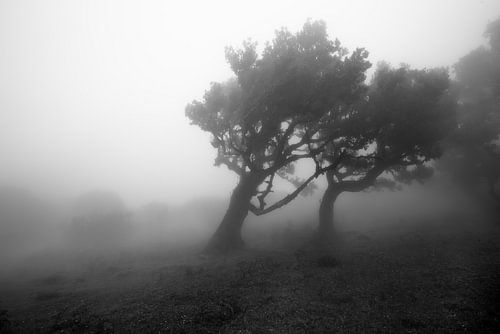 Forêt de brouillard