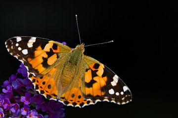 Distelvlinder op vlinderstruik van Menno van Duijn