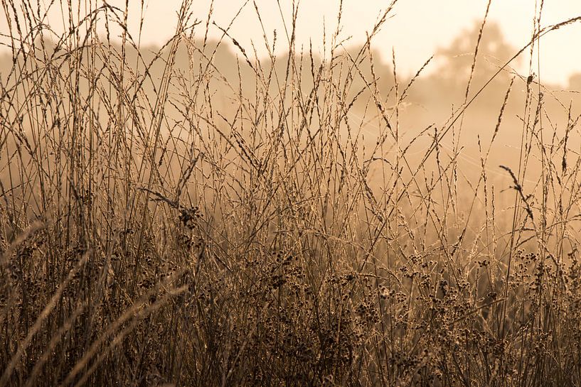 Reiche Vegetation auf dem Gut Kallenbroek von Michiel van den Ham