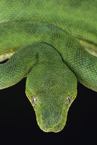 Boa vert à tête de chien (Corallus caninus)