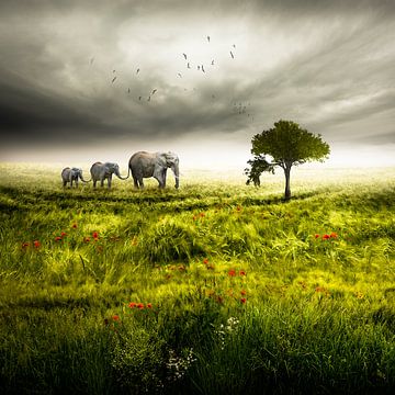Landscape - Elephant Trio von Nicole Holz