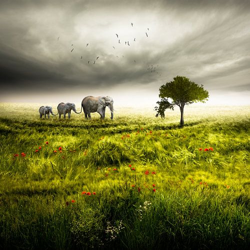 Landscape - Elephant Trio by Nicole Holz