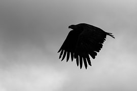 Des ailes dans le silence sur Rudy Haringhuizen