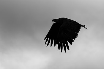 Des ailes dans le silence