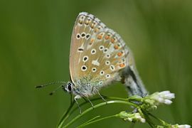 Kleiner bunter Bläuling