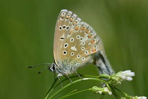 Petit papillon coloré