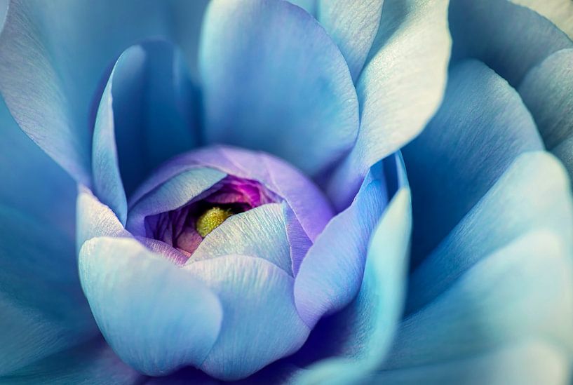 Coeur d'une rose bleue par Rietje Bulthuis