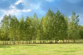 Kurz vor einem Gewitter von Violetta Honkisz