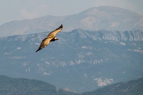 Vale gier in de Gorges du Verdon in de Provence