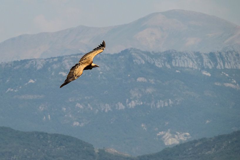 Eurasian griffon vulture in the Gorges du Verdon  in the Provenc by Sjoerd van der Wal Photography