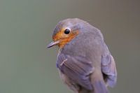 Robin takes a peek.
