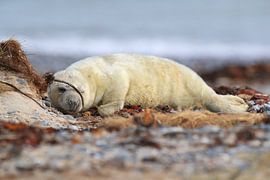Gray Seal (Halichoerus grypus) Pup,in the natural habitat, Helgoland Germany by Frank Fichtmüller