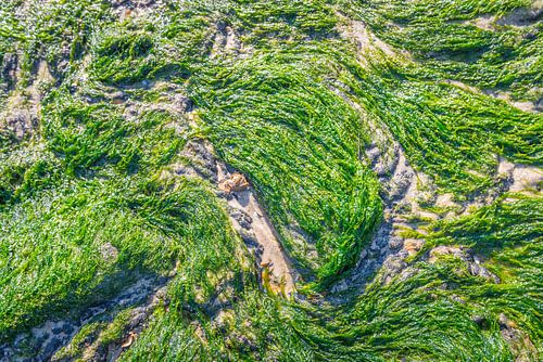 Groene alg bij eb van dichtbij